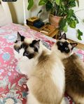 Ragdollkatter, reg i Sverak. Födda 20190517.
