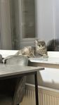 Brittisk Korthår Katt