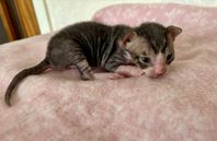 Cornish Rex kattungar