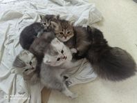 brittisk långhår/ragdollmix