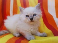 Sibirisk/Ragdoll kattunge! 