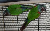 Emmas conure hane