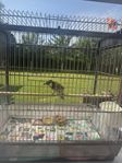 bulbul 