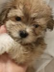 50% bichon havanais/ 50% malteser tik och hane valpar