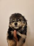 50% bichon havanais/ 50% malteser tik och hanevalpar