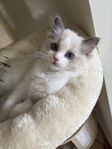 Jättefin Ragdoll kattunge hane med stamtavla i Sverak 
