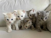 Kattungar 50% chinchilla perser.