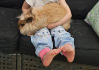 Dvärgvädur / dvärgteddy