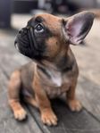 Fransk bulldog tik leveransklar 