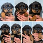 Rottweiler tik valpar med stamtavla