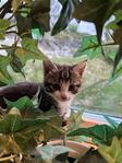 kattungar