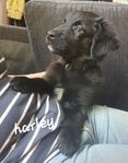 goldenretriver/australian sheperd