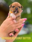 Staffordshire bullterrier valpar SKK