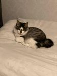 Kurilean Bobtail 6 mån