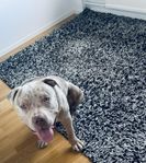 American Bully XL Tri Merle