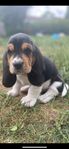 basset hound valpar