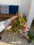 ett knippe akvarieväxter