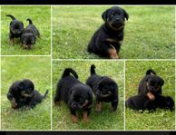 rottweiler valpar 