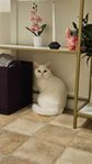Brittisk Korthår Katt