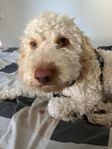 Lagotto Romagnolo