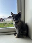 kattungar 12 veckor 7 juli