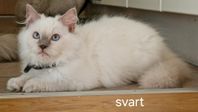 Ragdoll kattunge