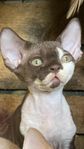 Devon Rex kattunge fodervärd 