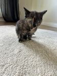 Kattunge