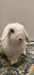 Marshmallow looking for new home
