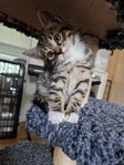 Supermysiga kattungar!