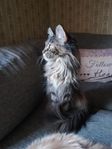 Fertil maine coon hona med stamtavla