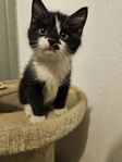 kattunge 