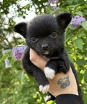 Chihuahua valp