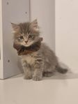 Kattunge blandras