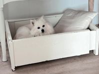 japansk spets tik 2 år