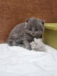 Kattunge blandras
