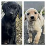 Labrador valpar redo att flytta nu