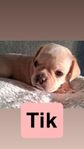 Royal frenchel (Fransk bulldog, Cavalier mix