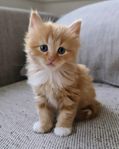 Röda kattungar (Chip+vaccin ingår)