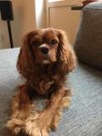 King Charles Cavalier på Gotland