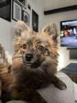 Pomeranian och Chihuahua (Pomchi) 1år