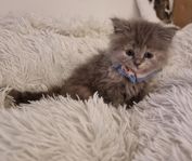 Kattunge blandras