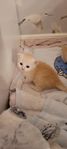 Fluffiga Kattungar