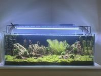 aquascape opti white