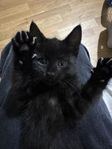 Svart kattunge till salu – kelig, söt & redo nu!