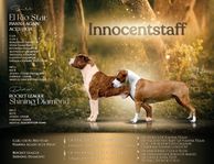 American staffordshire terrier