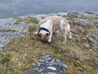 Fransk Bulldog Tik fyller 4 år den 24/6-25 