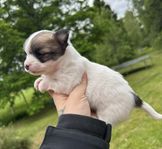 Chihuahua valpar