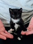 Kattunge 
