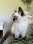 Ragdoll kattungar